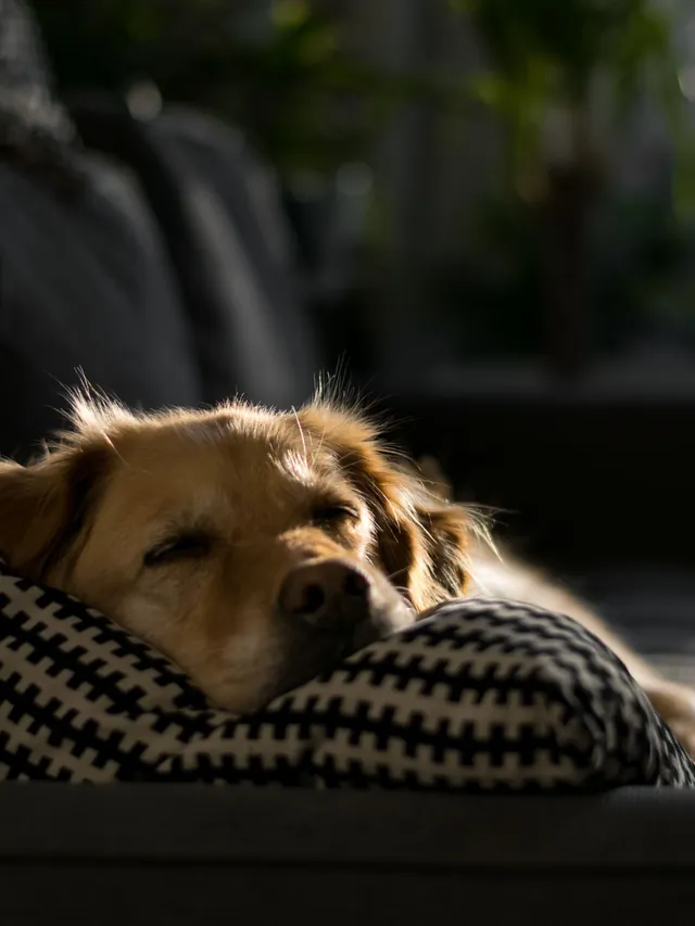 Hund schläft zufrieden auf einem Kissen