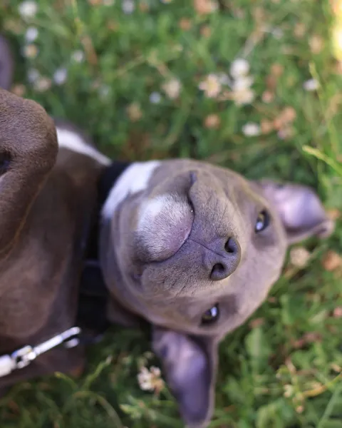 Hund liegt auf dem Rücken im Gras und schaut nach oben