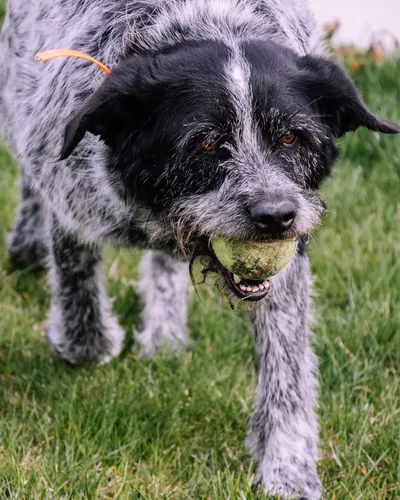 Struppiger Hund mit Tennisball im Maul auf einer Wiese
