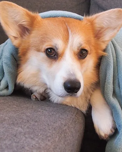 Corgi unter einer Decke auf dem Sofa