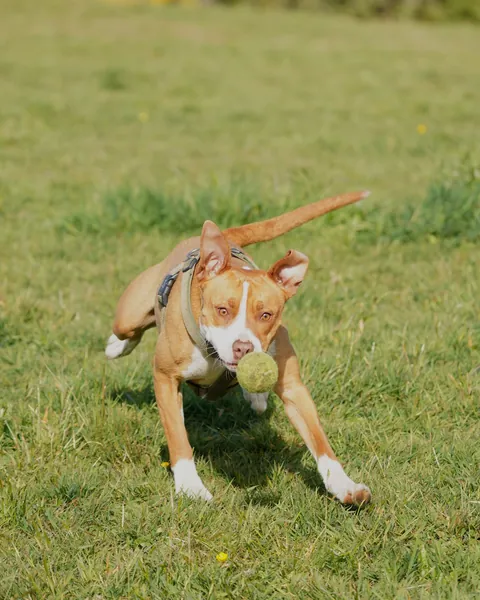 Junger Hund rennt über eine Wiese